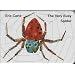 The Very Busy Spider