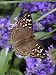 Captive Lemon Pansy Butterfly Lights on Grasses with Purple Flowers Photographic Poster Print by George Grall, 18x24