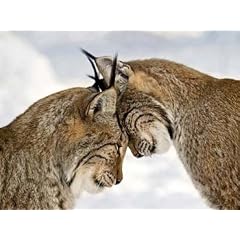 Raubkatzen - Zwei Luchse, Imagebroker Poster Kunstdruck (40 x 30cm)