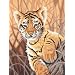 Dimensions PaintWorks/Paint By Number Tiger Cub