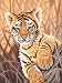 Dimensions Needlecrafts Paintworks Paint By Number, Tiger Cub