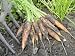 Freshly Dug Home Grown Organic Carrots 'Early Nantes', Norfolk, UK Photographic Poster Print by Gary Smith, 12x16