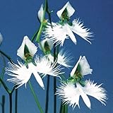 国華園　苗　ラン サギソウ 青葉 20球