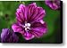 Purple Passion Canvas Print / Canvas Art - Artist Christina Rollo