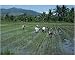 10x8 Photograph (25x20cm) Men in fields planting rice in north Luzon by Robert Harding