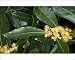Photographic Prints of ROG-12068 Sweet BAY tree - In flower. Pot herb from Ardea Wildlife Pets