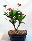 Amazon / Hirts: Bonsai: Red Crown of Thorns Bonsai Tree - Euphorbia splendens