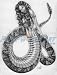 Slither Sketch Art Print Giclee' by Nicole Brune