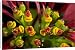 Canvas Prints of Poinsettia flowers closeup from Ardea Wildlife Pets