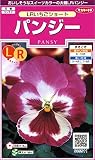 サカタのタネ 実咲花5511 パンジー ＬＲいちごショート 10袋セット
