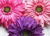 Blooming Daisy Flower Pot Hair Bow Holder (Purple Flower in Purple Flower Pot)
