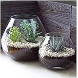 Set of 2 Decorative Modern Round Clear Glass Display Vases / Bowl Candleholders / Air Plant Terrariums