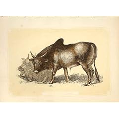 ブラフマンの Bull 1860 の着色された刻むセピア色様式