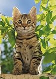 Unsere Katzen, Postkartenkalender 2009