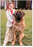 PetSafe Big Dog Bark Collar