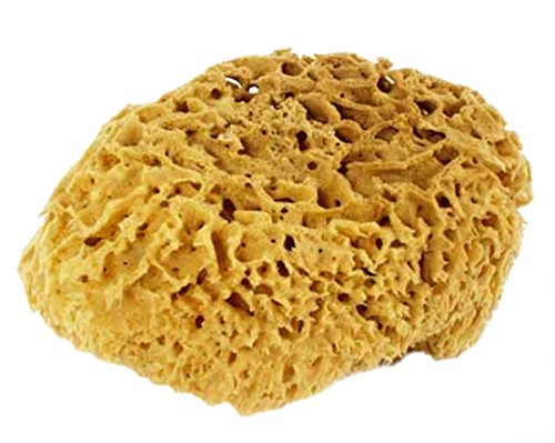 Natural Sea Sponge - 5