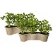 MIO Herb Garden Grow Kit - Set of 2