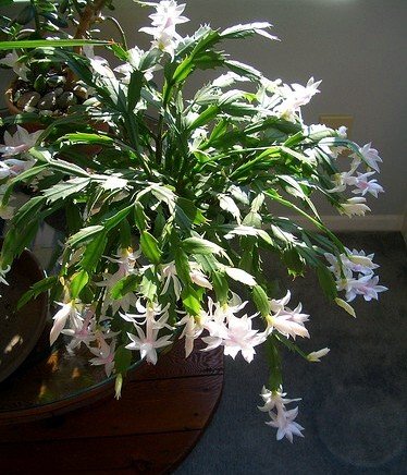 White Christmas Cactus