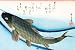 Japan - Swimming Carp, Hiroshige Poster (36 x 24 inches)