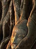 51PkJP78wUL. SL160  Buddha Head Inbedded in Roots at Wat Phra Mahathat, Ayuthaya, Thailand Religion & Philosophy Photographic Poster Print by Anders Blomqvist, 30x40