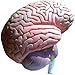 Herindera Human Brain Dissectable in 2 Parts Extra Large RS.1000.00
