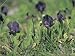 Close-Up of Dwarf Iris Flowers (Iris Chamaeiris) Photographic Poster Print by R. Carnovalini, 12x16