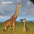 Giraffes 2013 Square 12X12 Wall Calendar