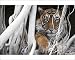 Photographic Prints of Tiger - resting amongst roots of Banyan Tree (Ficus benghalensis) from Ardea Wildlife Pets