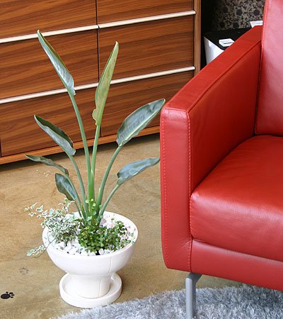 【いい庭／観葉植物】ストレリチアの寄せ植え（ホワイトボール）ｓ