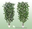 TWO 7' Artificial Trees -Ficus + Silver Birch with Real Wood Trunks