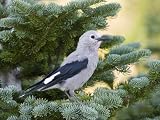 Clark's Nutcracker (Nucifraga Columbiana) in Pine, Mount Rainier National Park, Washington Photographic Poster Print by Konrad Wothe, 40x30