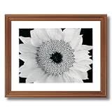 Yellow Sunflower B/W Photo Home Decor Wall Picture Oak Framed Art Print