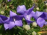51Pm6KRHJeL. SL160  Organic Balloon Flower   150 Seeds   Platycodon
