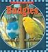 Budgies (Let's Read About Pets)