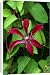 Canvas Prints of DAD-1788 Gravetye Beauty - This clematis flowers from mid summer to from Ardea Wildlife Pets