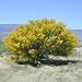 Palo Verde Tree 10 Seeds