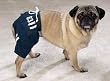 SMALL - Dog Sport Trunks