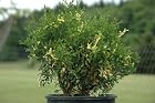 Thuja Occidentalis Konfetti - Western Arborvitae - Pot Size #1 Gal.