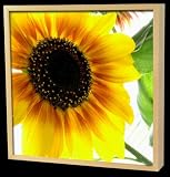 Design Schluesselkasten Sonne Schluessel natur original ELECSA 1012