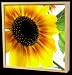 Garten & Freizeit : Design Schl&uuml;sselkasten Sonne Schl&uuml;ssel natur original ELECSA 1012