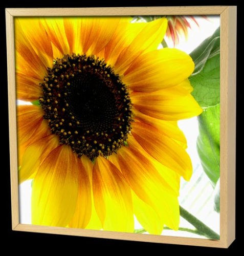 Design Schlüsselkasten Sonne Schlüssel natur original ELECSA 1012