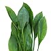 SubstrateSource Amazon Sword Echinodorus Bleheri Live Plant for Freshwater Aquariums, Natural Fish Tank Decorations, and Aquatic Decor (1 Pot, Large)