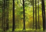 Autumn Forest 8-012 Wall Mural