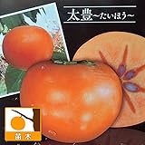 柿（カキ）：太豊（たいほう）4～5号ポット