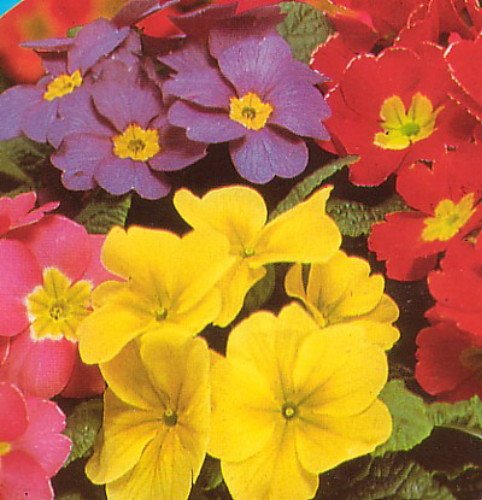 Primrose Giant Flower 20 Seeds-Primula- Shade Perennial Primrose Giant Flower 20 Seeds-Primula- Shade Perennial