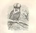 Laughing Jackass 1862 Wood'S Natural History Birds