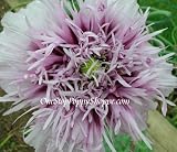 100 Poppy Flower Seeds. Lavender Semi - Double Poppies. - B0017JVTV2