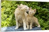 Canvas Prints of Cat - adult licking ginger kitten from Ardea Wildlife Pets