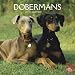 Dobermans (International) 2010 Wall