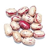 Cranberry ( Borlotti ) Beans - 12 Oz Bag Each